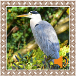 Heron Birds Sounds