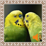 Parakeet Birds Sounds