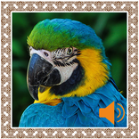 Parrot Sounds