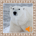Polar Bear Sounds