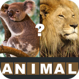 Animal Quiz- Guess the animals
