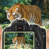 Safari Wild Animal Photography APK