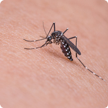 How to Prevent Chikungunya Fever