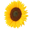Flower Battery Indicator APK