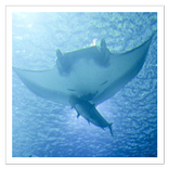 Animaux de la mer