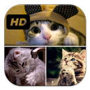 Super Cute Cat Puzzle APK