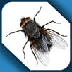Fly in phone fun APK