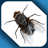 Fly in phone fun