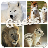 Guess The Animals Quiz