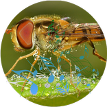 Insect sounds