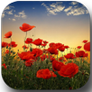 Sunset over a field of poppies APK