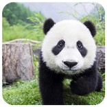 Giant Panda Jigsaw