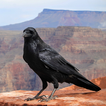 آیکون‌ Crow Calls