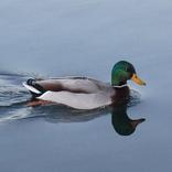 Duck Calls Pro
