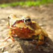 Frog Calls Zeichen