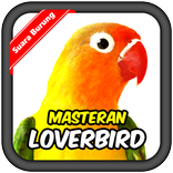 LoveBird Bird's chirp