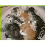 Kucing Cantik Cantik sekali versi2