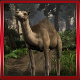 3D Camel Hill Climb
