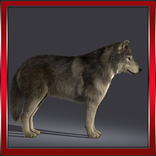Forest Wolf 3D