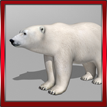 Polar Bear 3D