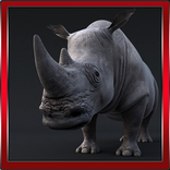 Wild Rhinoceros Simulator