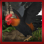 Roosters 3D Simulation