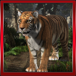 Tiger Wildlife