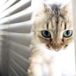 Photography Assistant