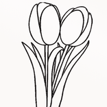 Tulip Coloring