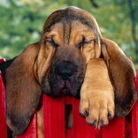 HD Dogs Jigsaw Puzzles