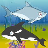 alimentation de requin