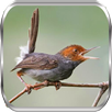 Kicau Burung Prenjak APK