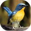 Kicau Burung Lengkap APK