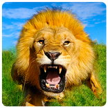 Wild Lion Simulator
