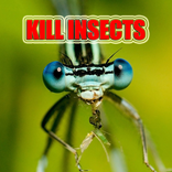 Kill Insects, Clean your home