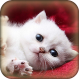 Cat Sounds