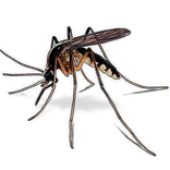 Mosquito Button