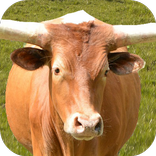 Bull: Angry Attack Simulator