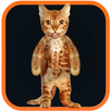 Real Talking Cat APK