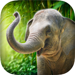 Real Talking Elephant
