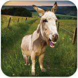 Talking Donkey