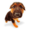 Happy Puppy APK
