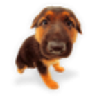 Happy Puppy icon