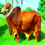 Qurbani : যিলহজ্জ্ব