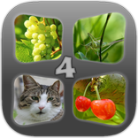 Guess the 4 Pics In 1 Word