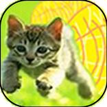 Catscapes