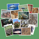 APK IDentifyIt Species