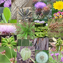 APK Weeds of South East QLD and No