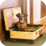 Dog Room Ideas
