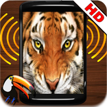”Animal Sound Quiz